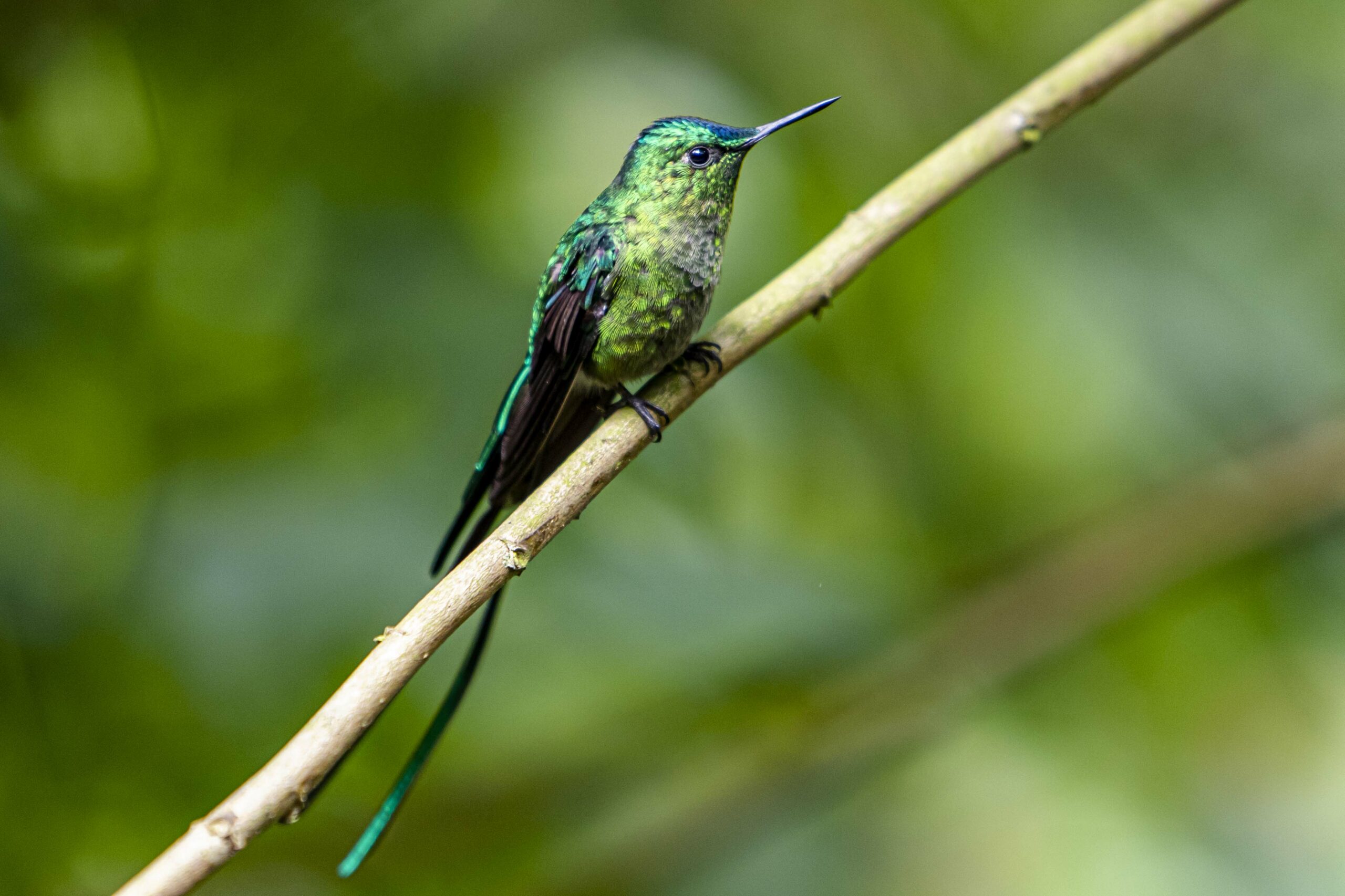 colibri vert nicolas gerard photography